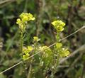 Rapistrum rogosum